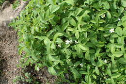 Image of Potentilla montana Brot.