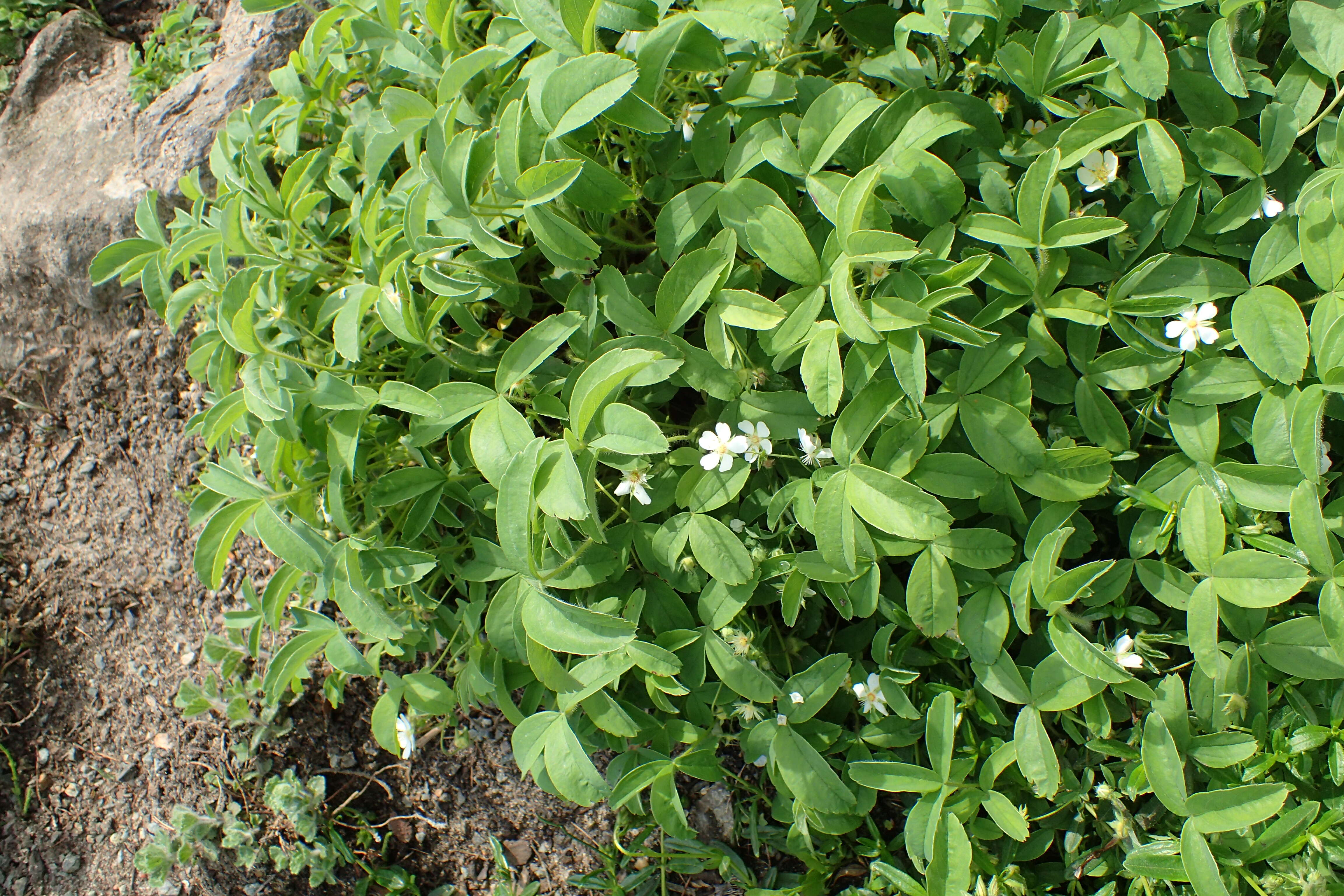 Image of Potentilla montana Brot.