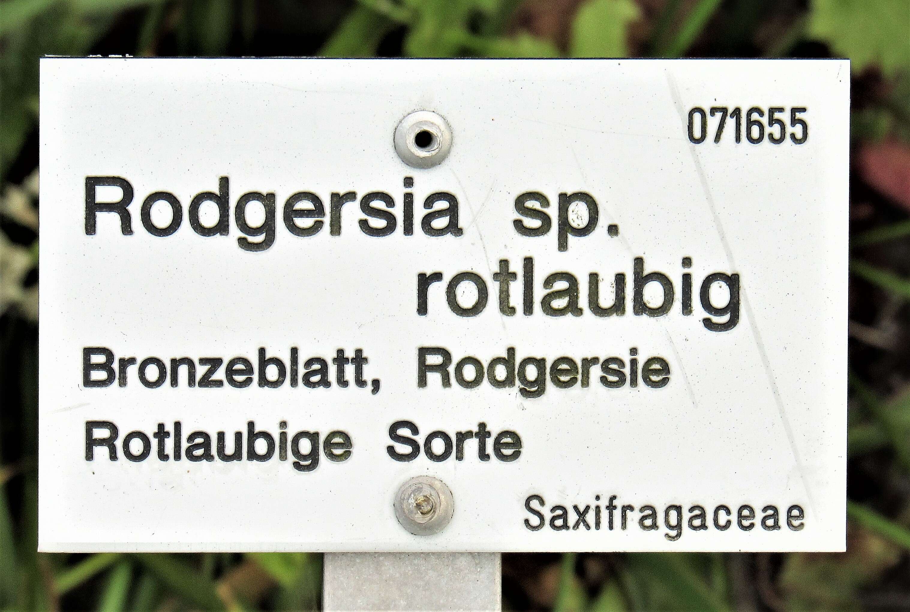 Image of Rodgersia