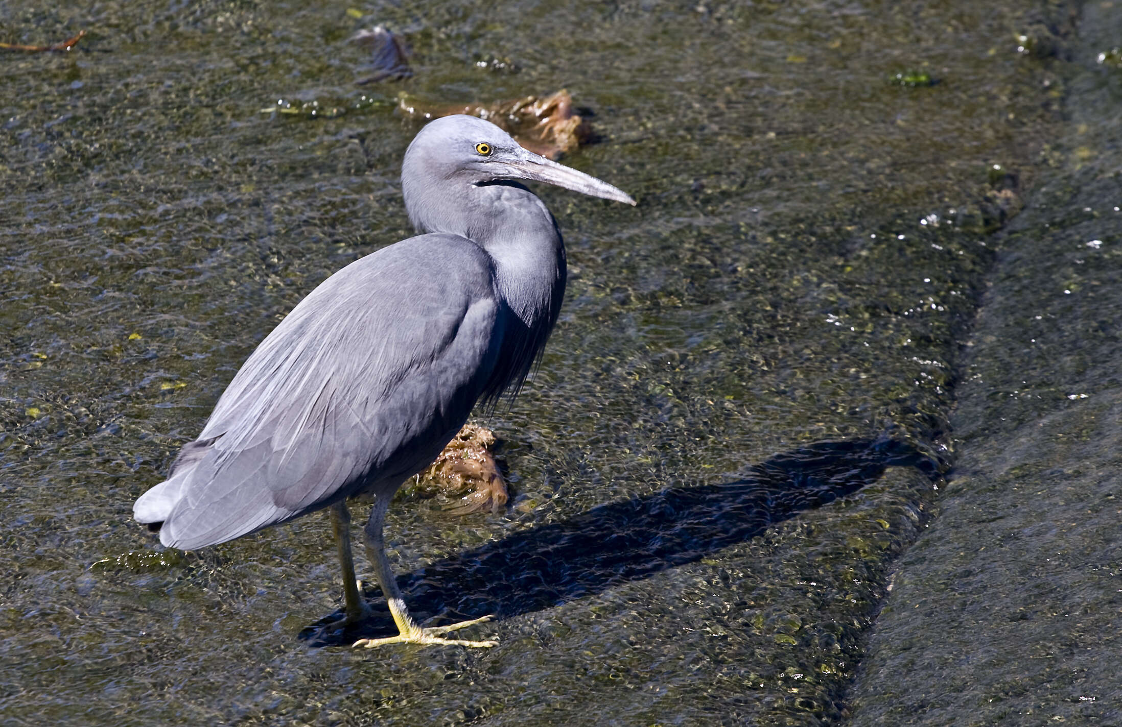 Image de Aigrette sacrée