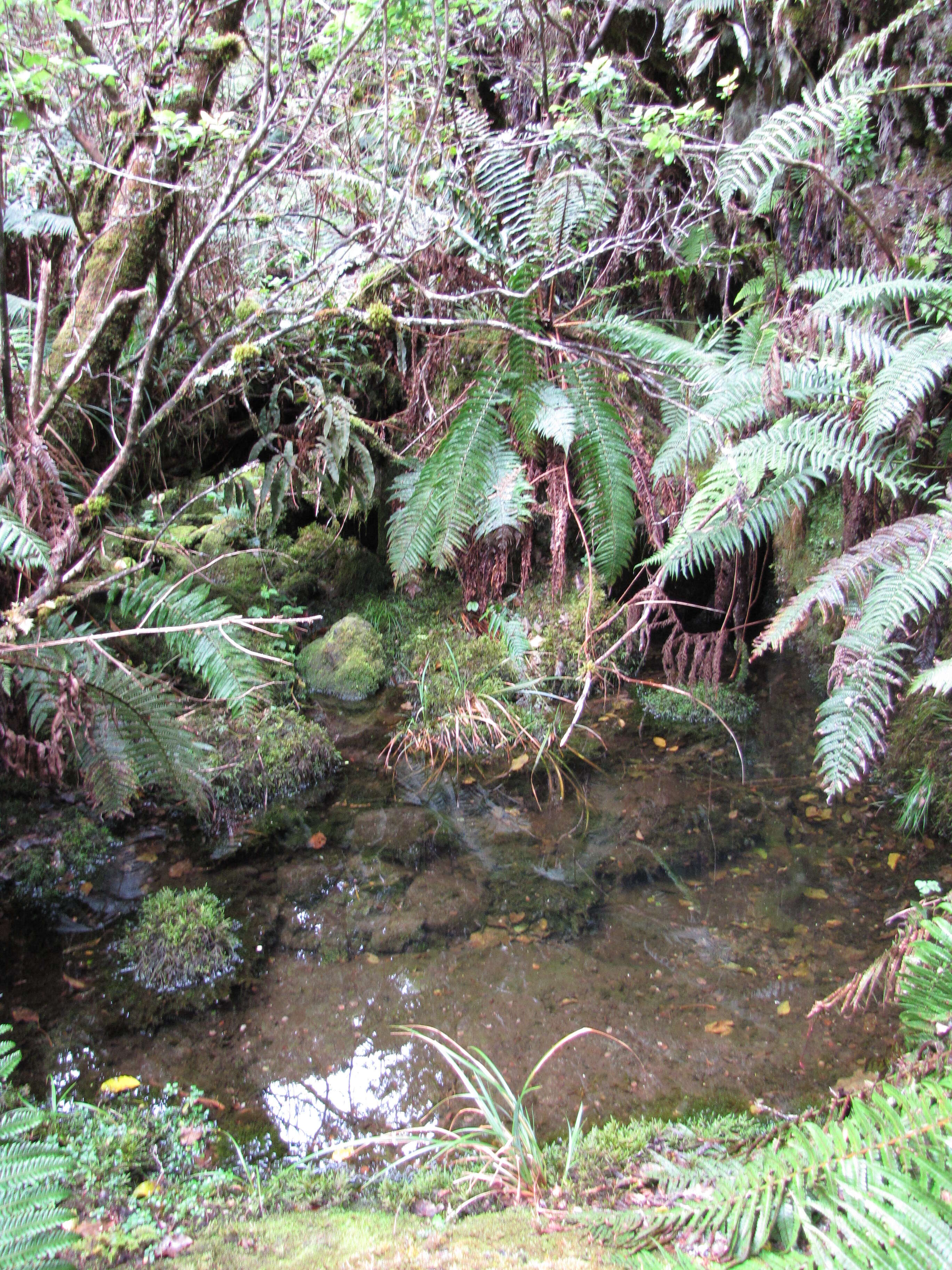 Image of alpine woodfern