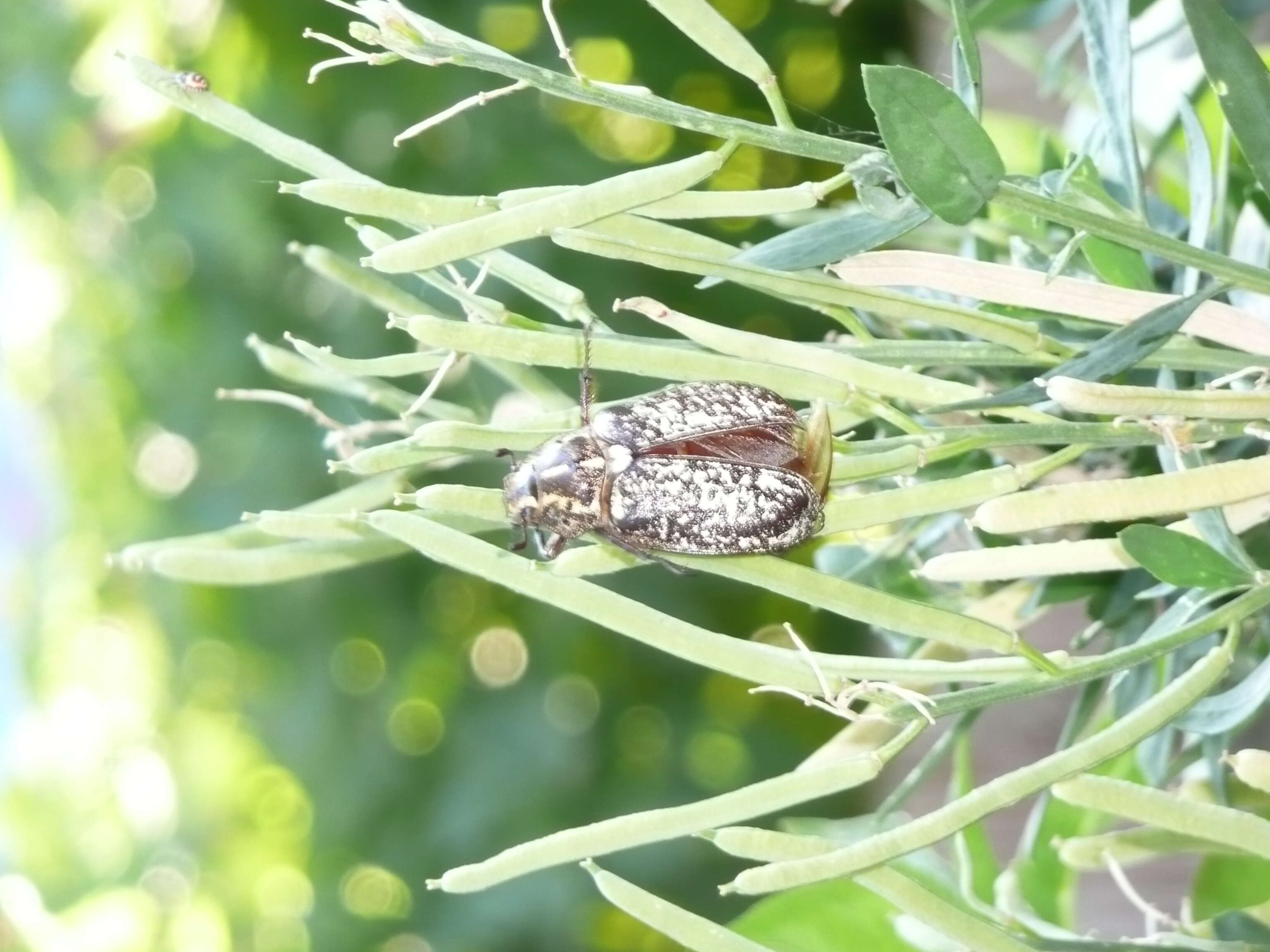 Image of Polyphylla fullo (Linnaeus 1758)