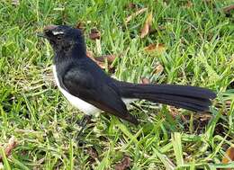 Image of Willie Wagtail