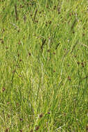 Image of Tufted Hair-grass