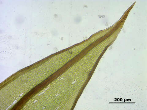 Image of common green bryum moss