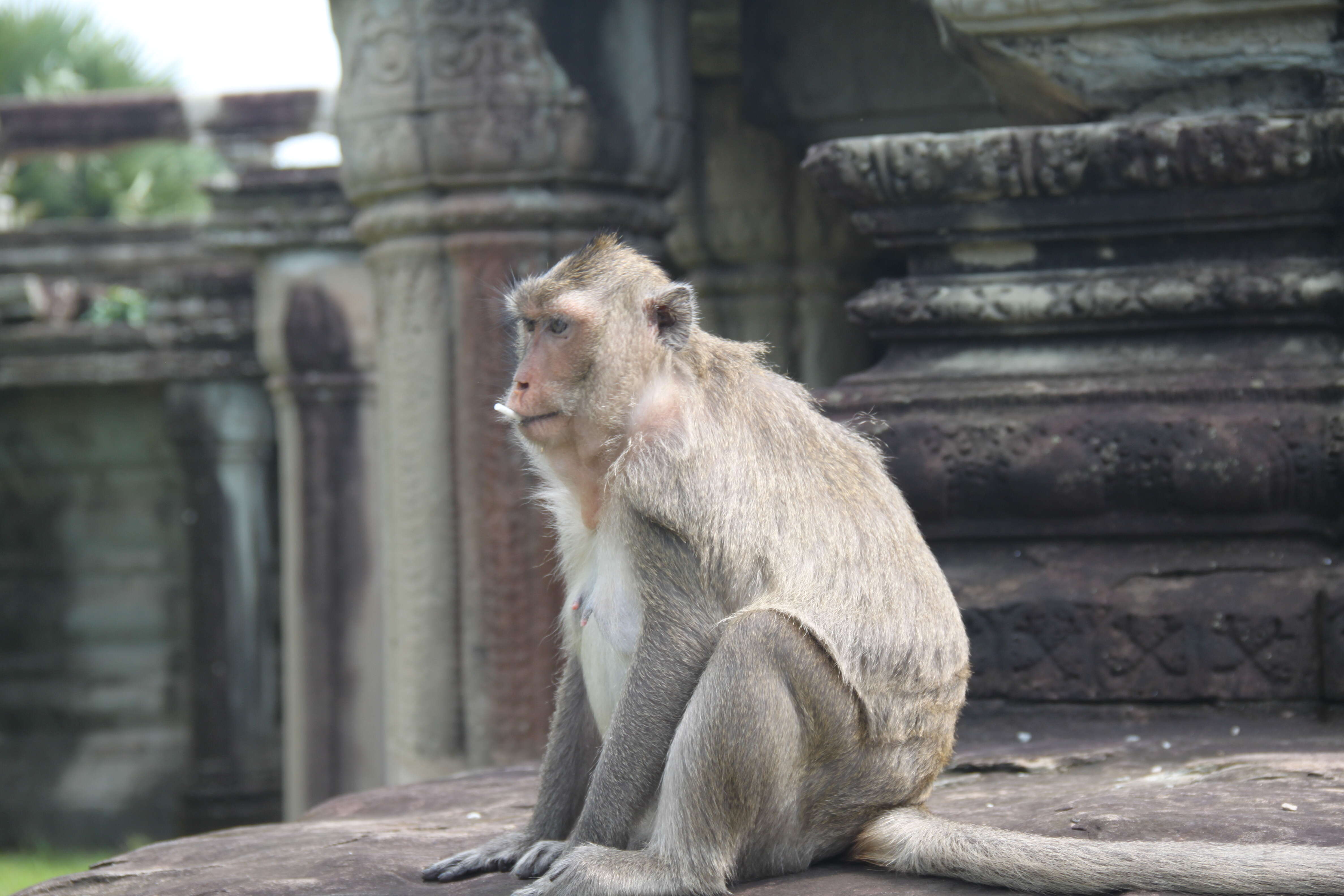 Image of Long-tailed Macaque