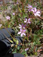 Image of Common Stork's-bill