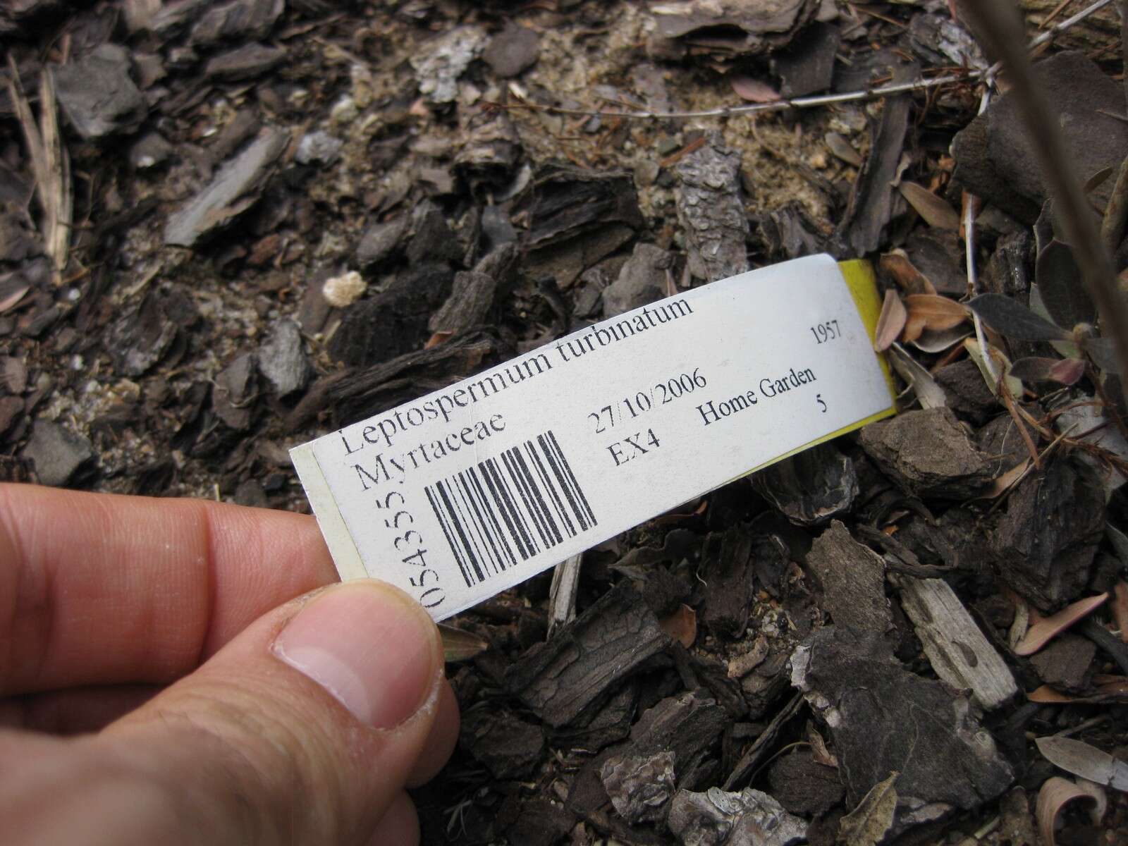 Sivun Leptospermum turbinatum J. Thompson kuva