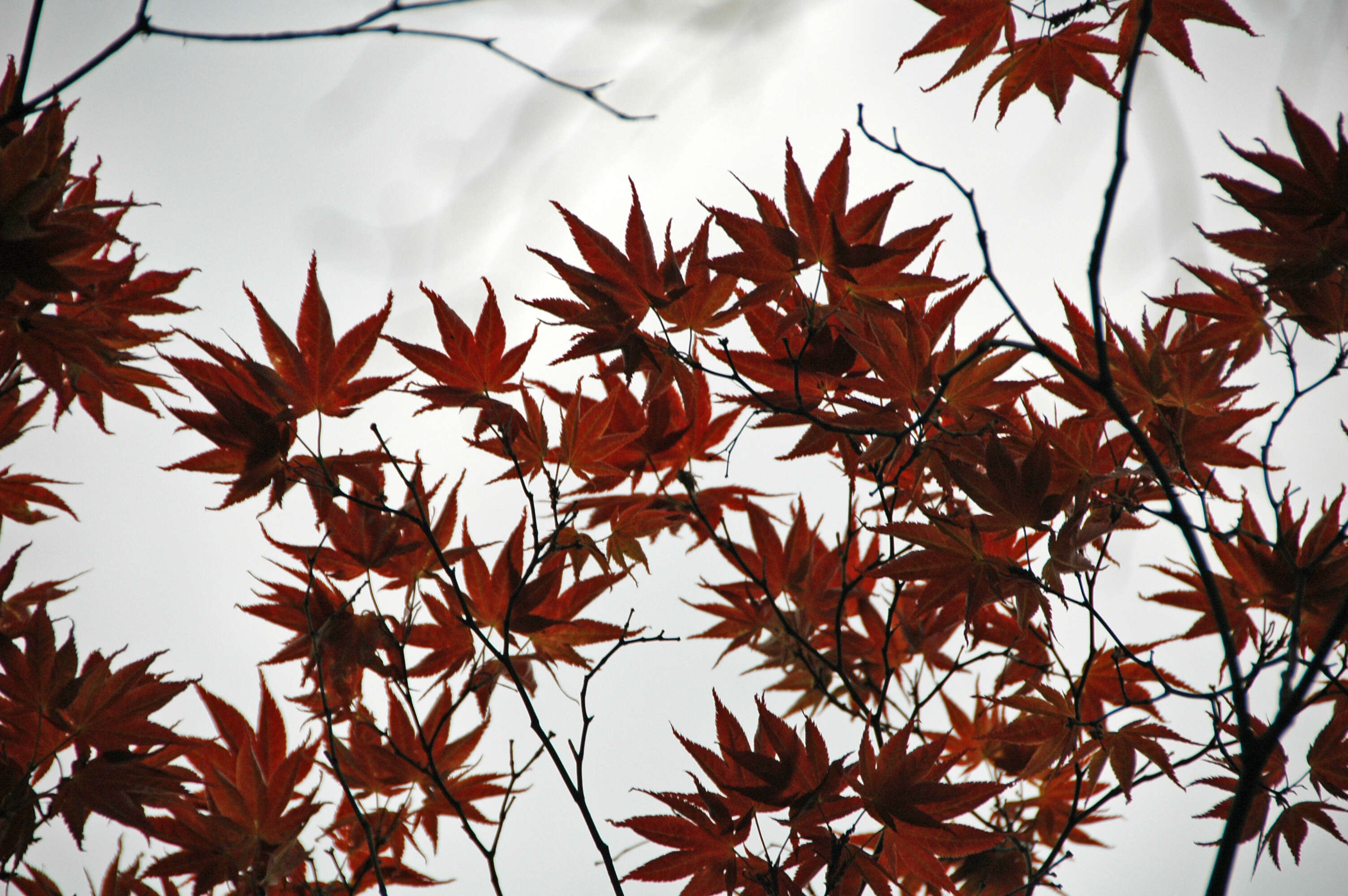 Image of Japanese maple