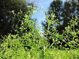 Image of White bedstraw