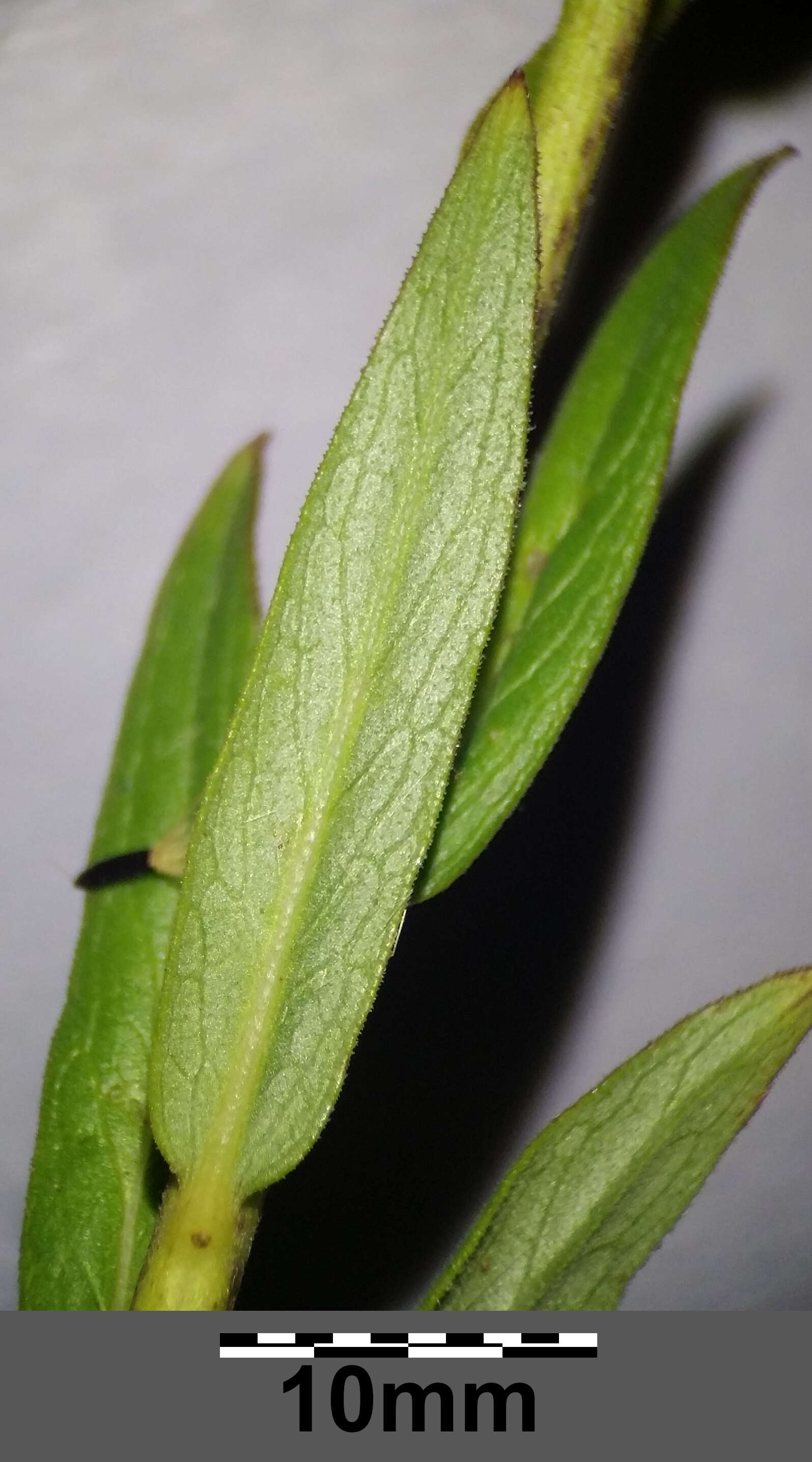 Image of hawkweed