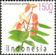 Sivun <i>Cinnamomum sintoc</i> kuva
