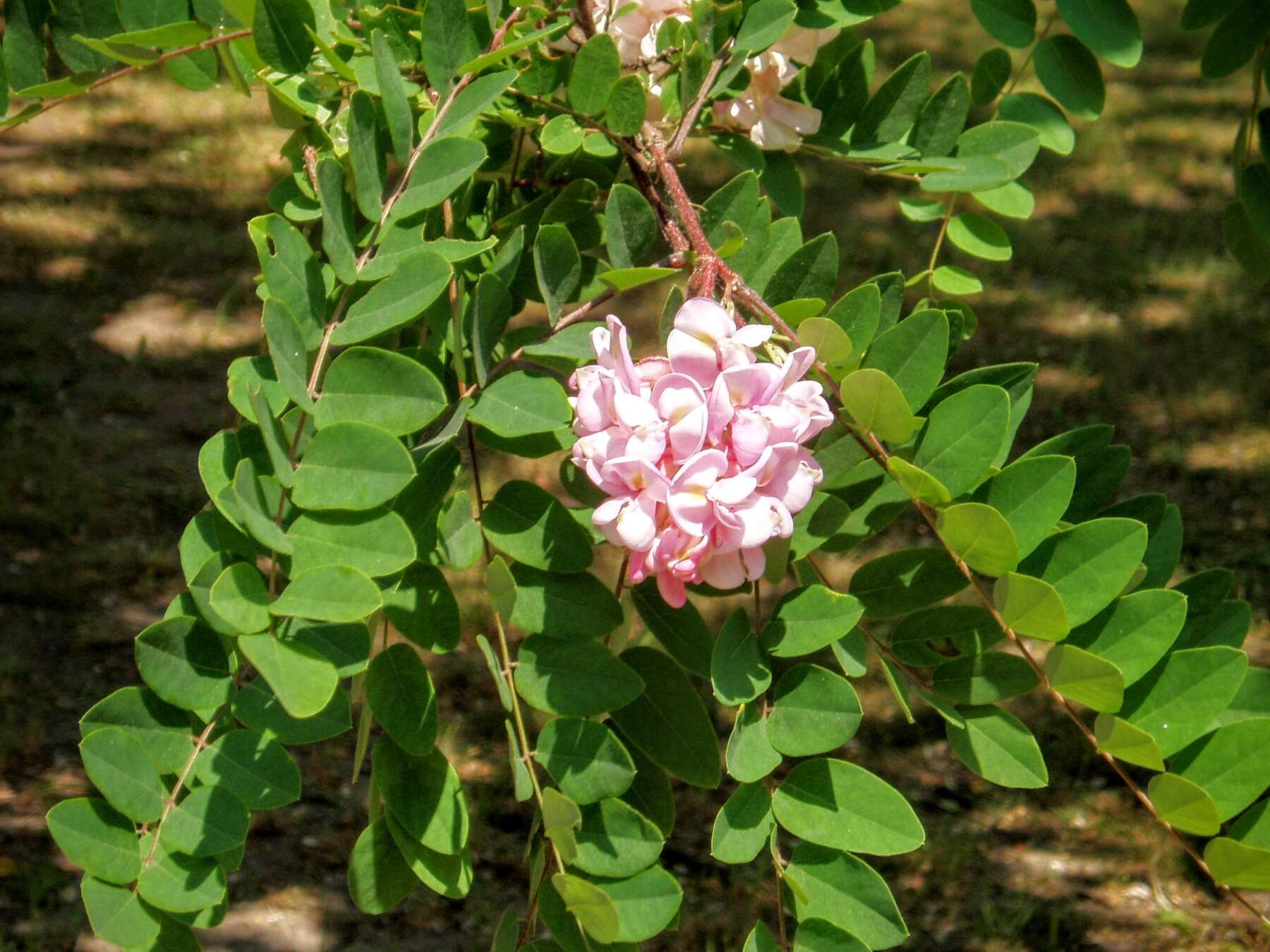 Image of clammy locust