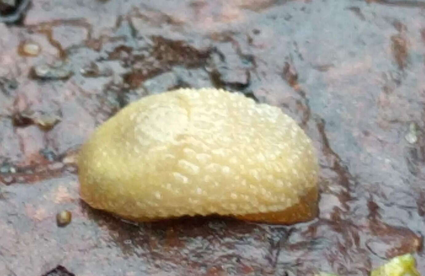 Image of hedgehog slug