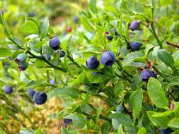 Image of bilberry