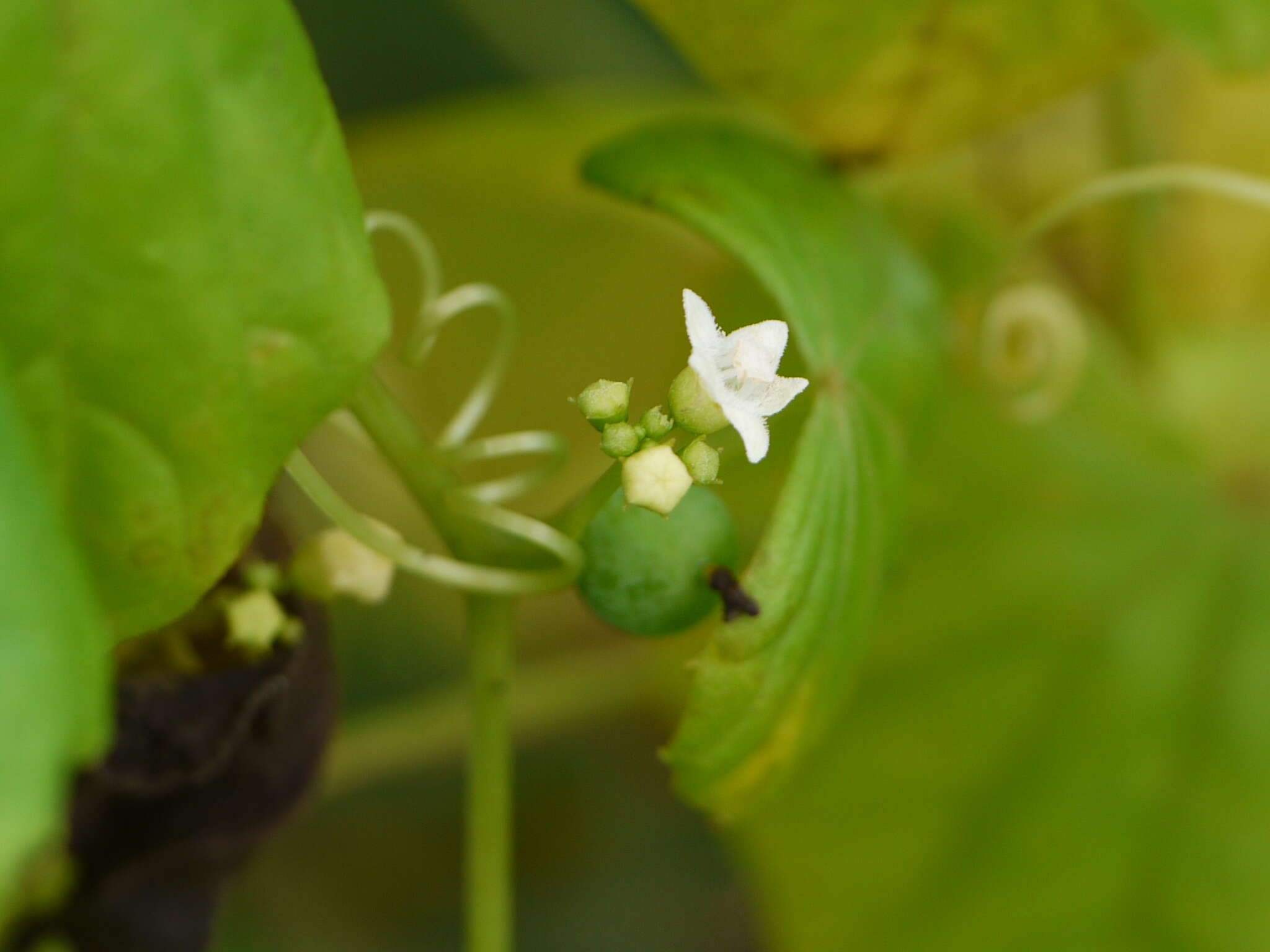 Sivun Zehneria scabra (L. fil.) Sond. kuva