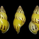 Image of <i>Amphidromus elvinae</i> Dharma 2007