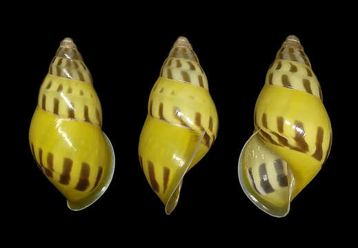 Image of <i>Amphidromus elvinae</i> Dharma 2007