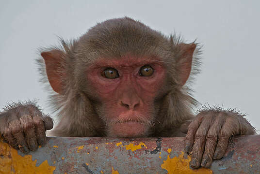 Image of Rhesus Monkey