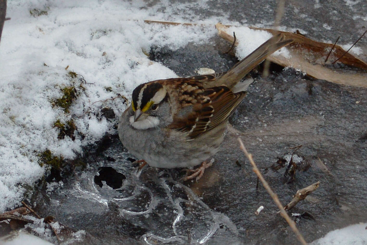 Image of White-throated Sparrow