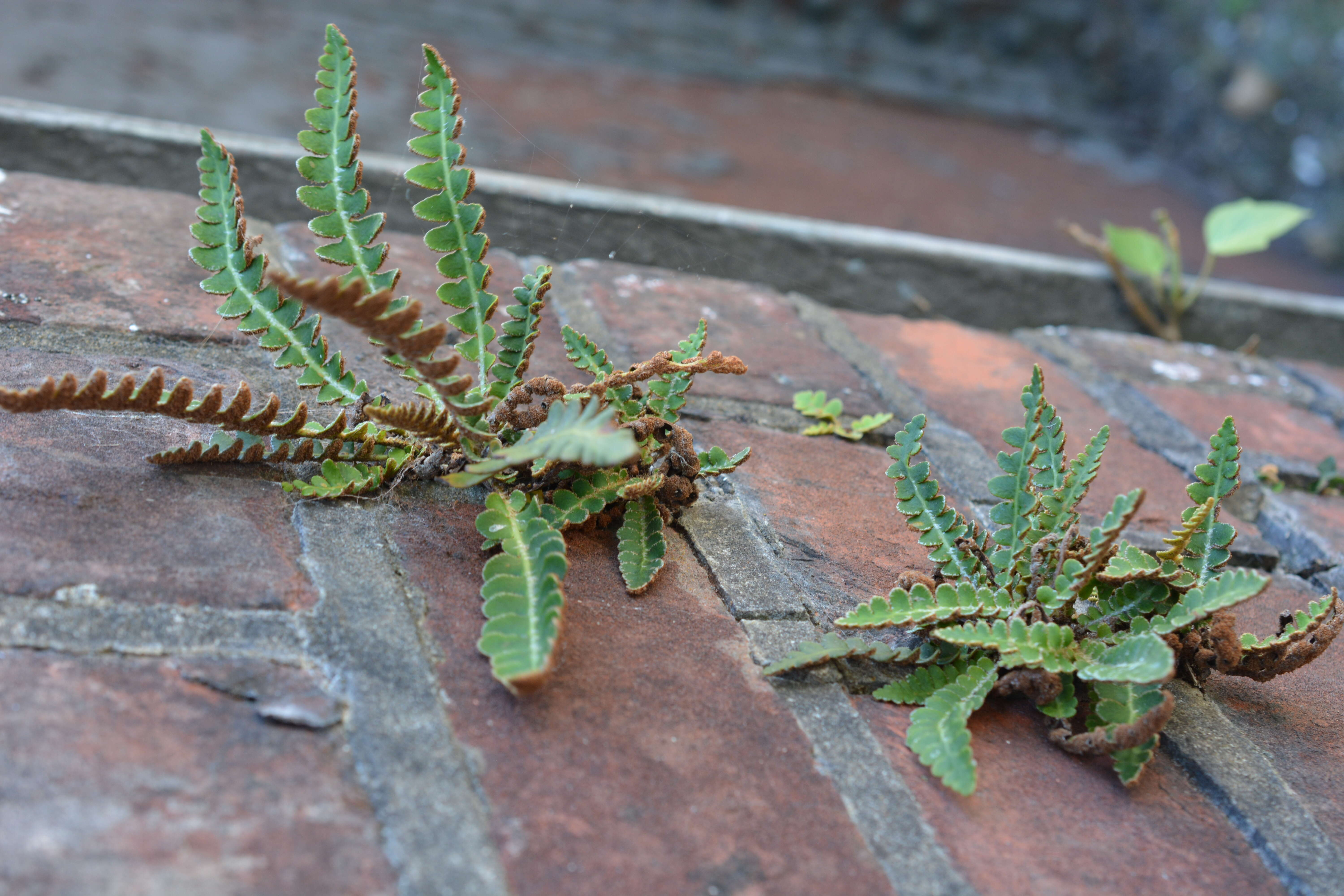 Plancia ëd Asplenium ceterach L.