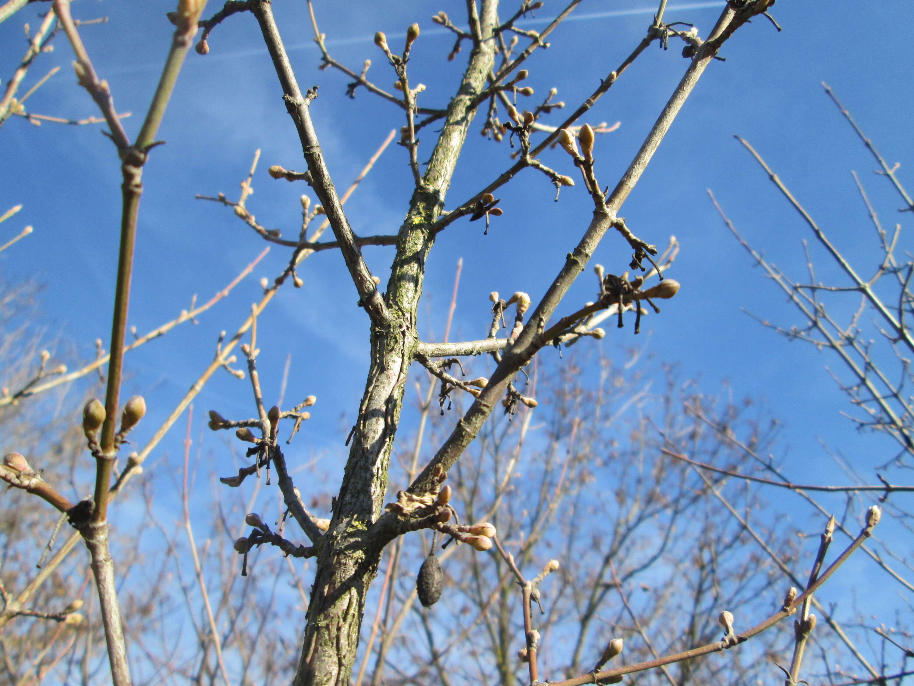 Image of Cornelian cherry dogwood