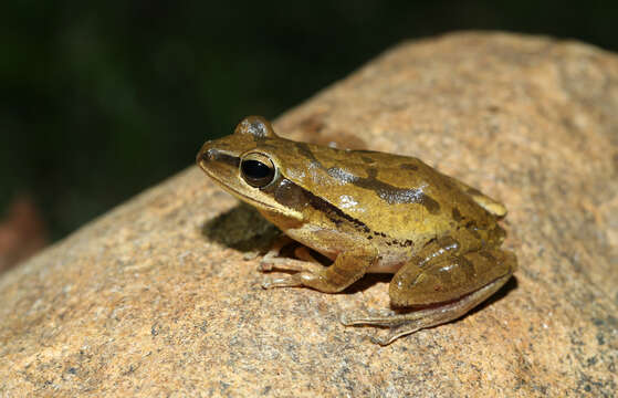 Image of Himalayan Tree Frog