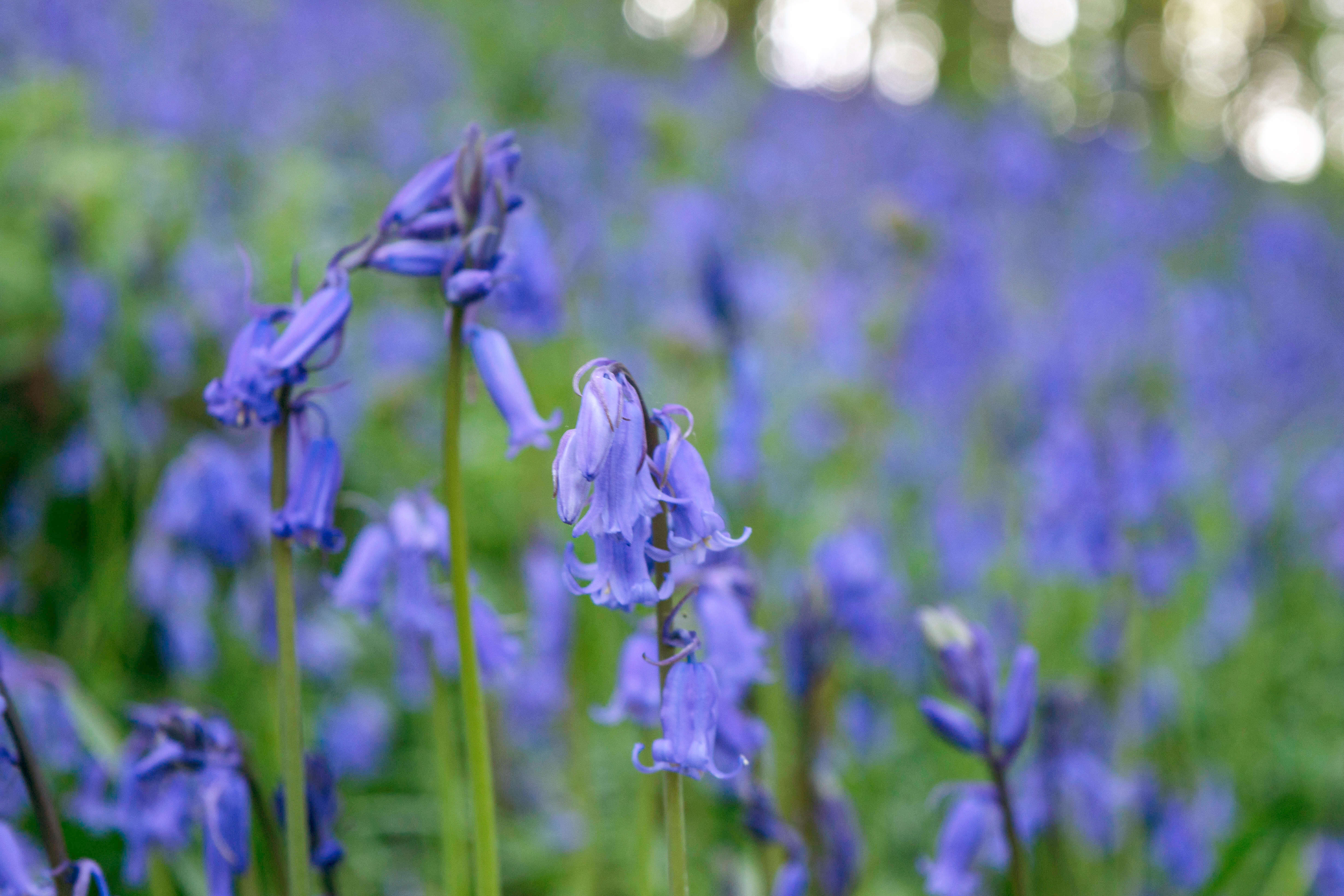Image of Common Bluebell