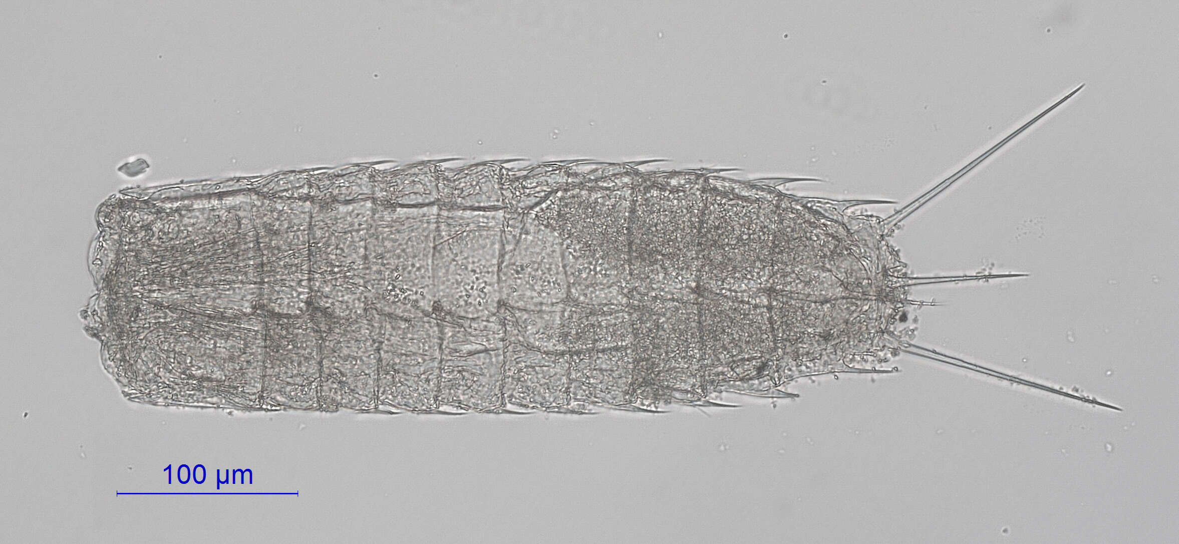 Image of Neocentrophyidae Higgins 1969