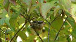 Image of Rose-breasted Grosbeak