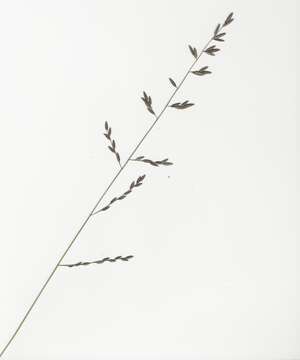 Image of Brown's lovegrass