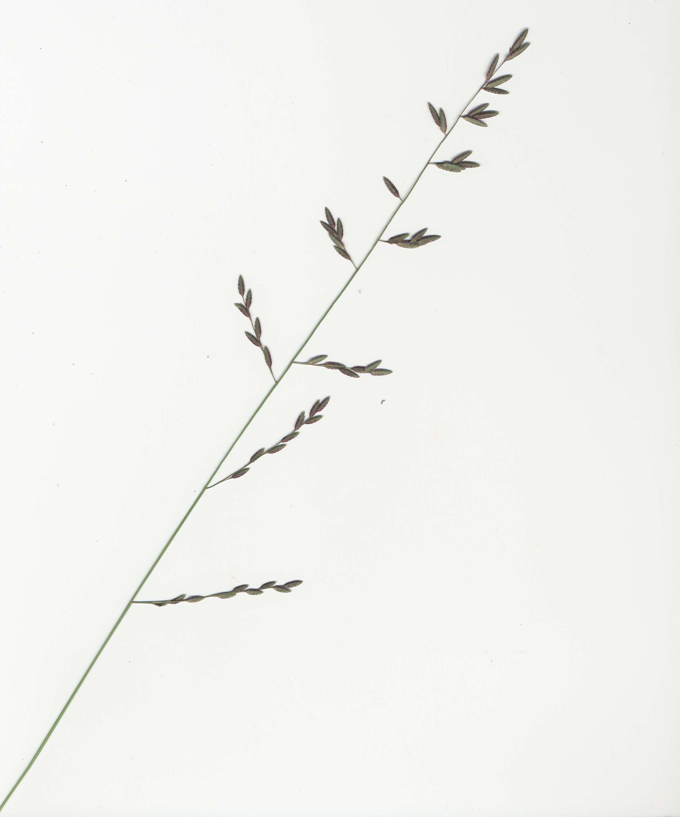 Image de Eragrostis brownii (Kunth) Nees