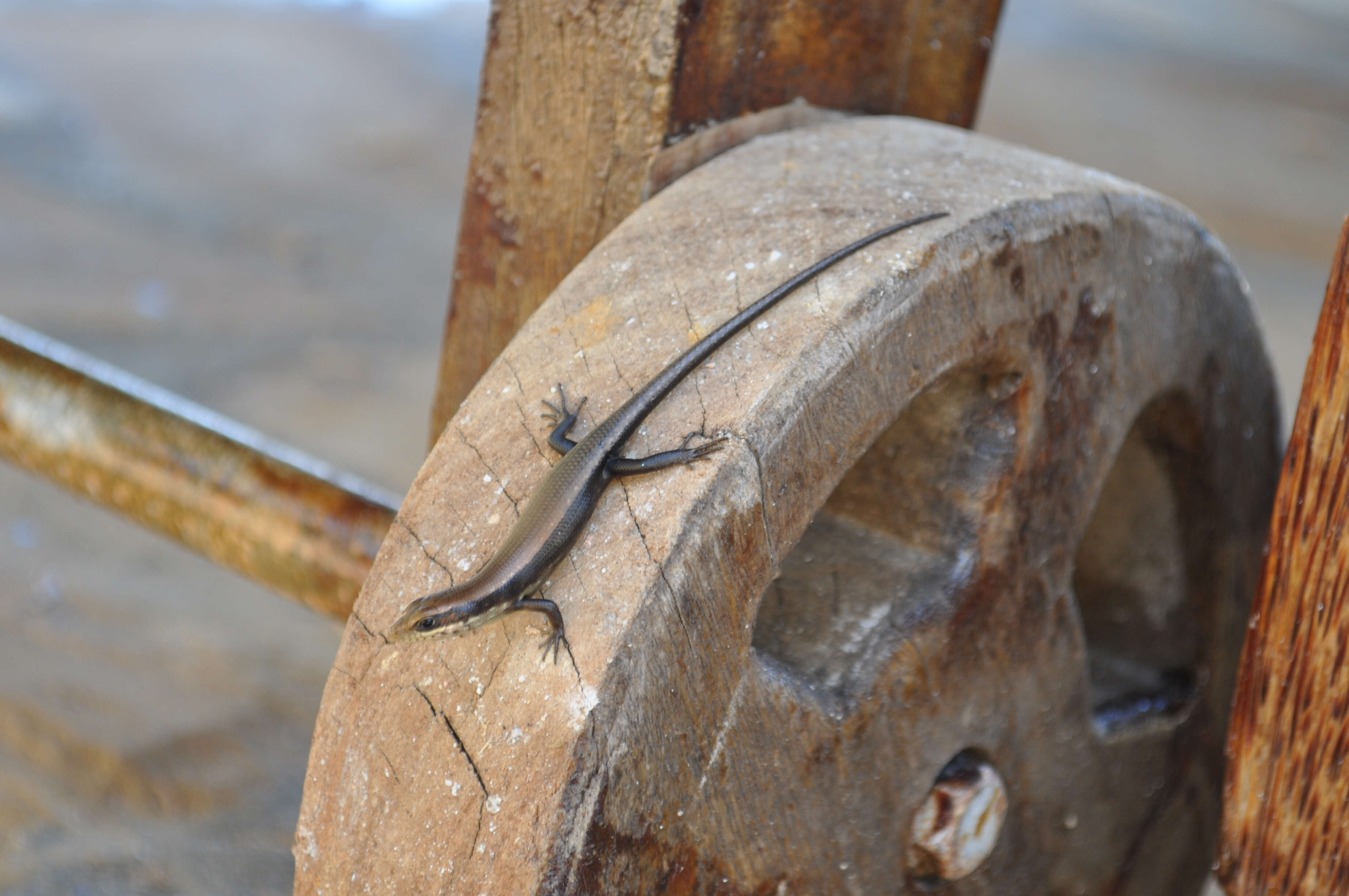 Image of Trachylepis maculilabris (Gray 1845)