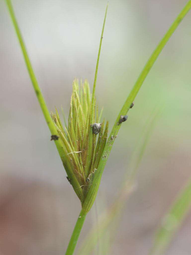 Image of Bohemian Sedge