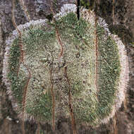 Image of Lecanora thysanophora