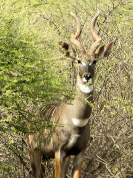 Image of Lesser Kudu