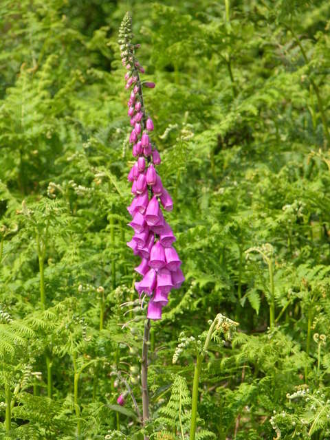 Imagem de Digitalis purpurea L.