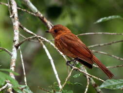 Image of Rufous Piha