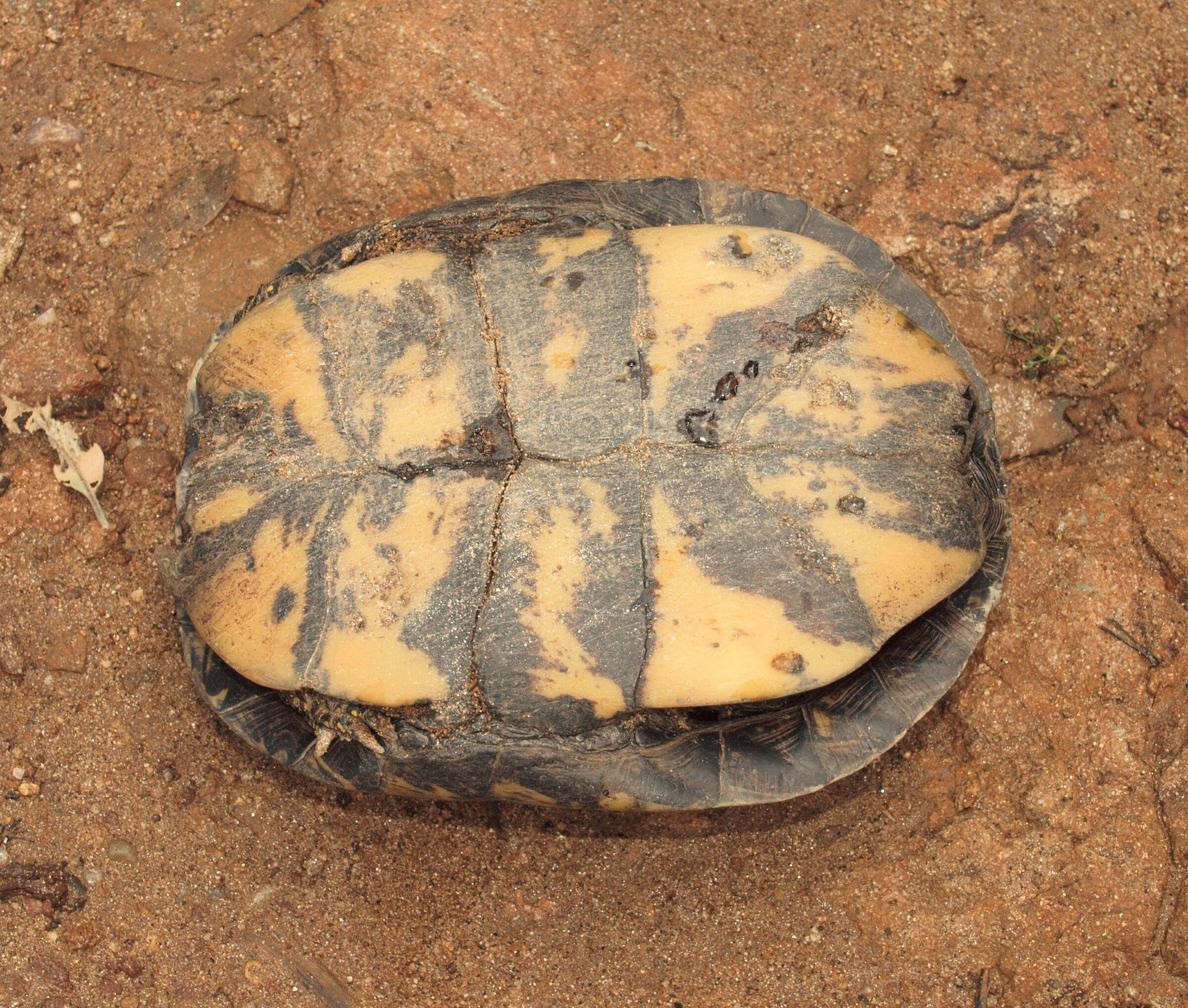 Image of European Pond Turtle