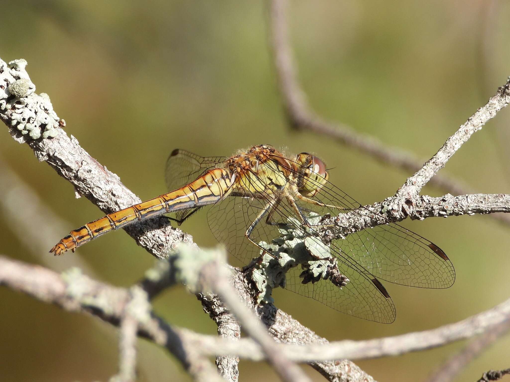 Image of Moustached Darter