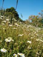 Image of Blue aster