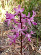 Image of pink hyacinth-orchid