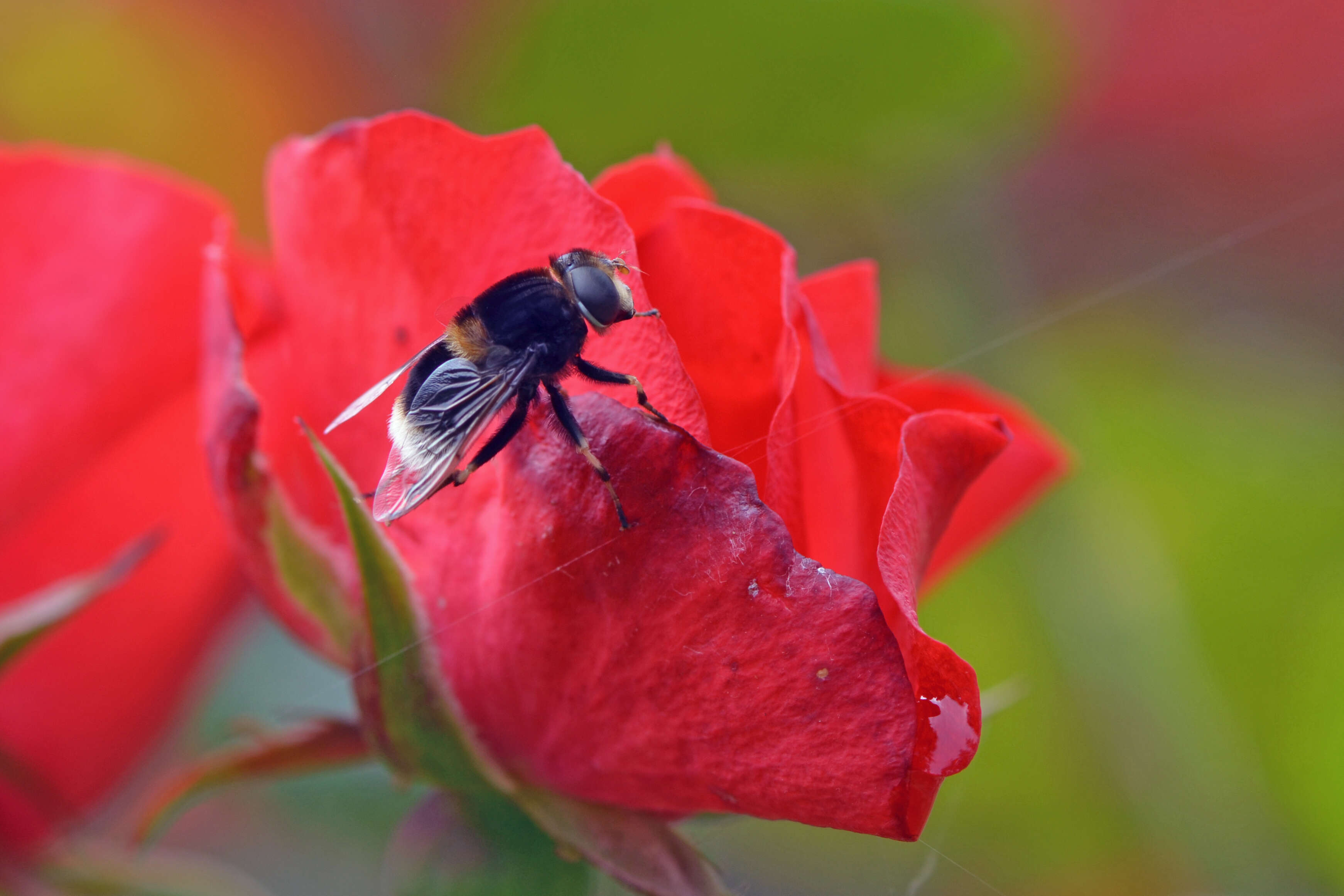 Image of Eristalis intricaria (Linnaeus 1758)