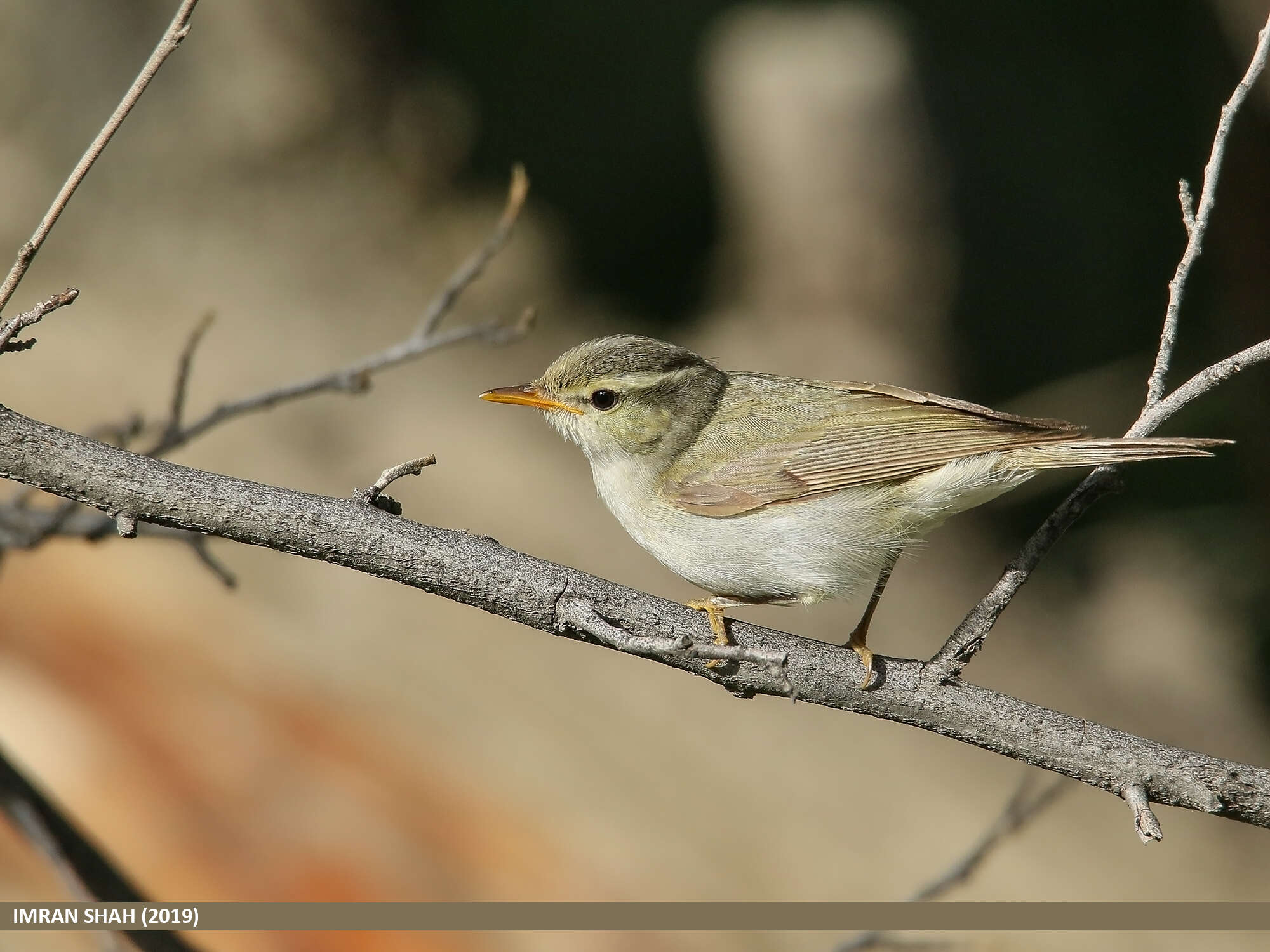 Plancia ëd Phylloscopus occipitalis (Blyth 1845)