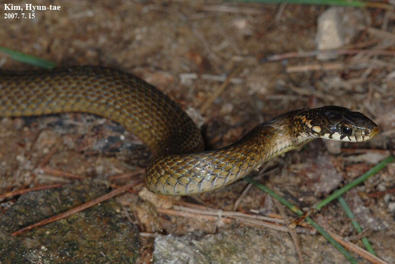 Слика од Hebius vibakari (H. Boie 1826)