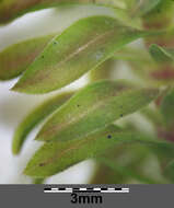 Image of western waterweed