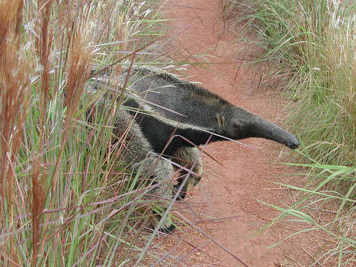 Image of Giant anteaters