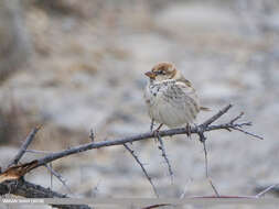 Image of Spanish Sparrow