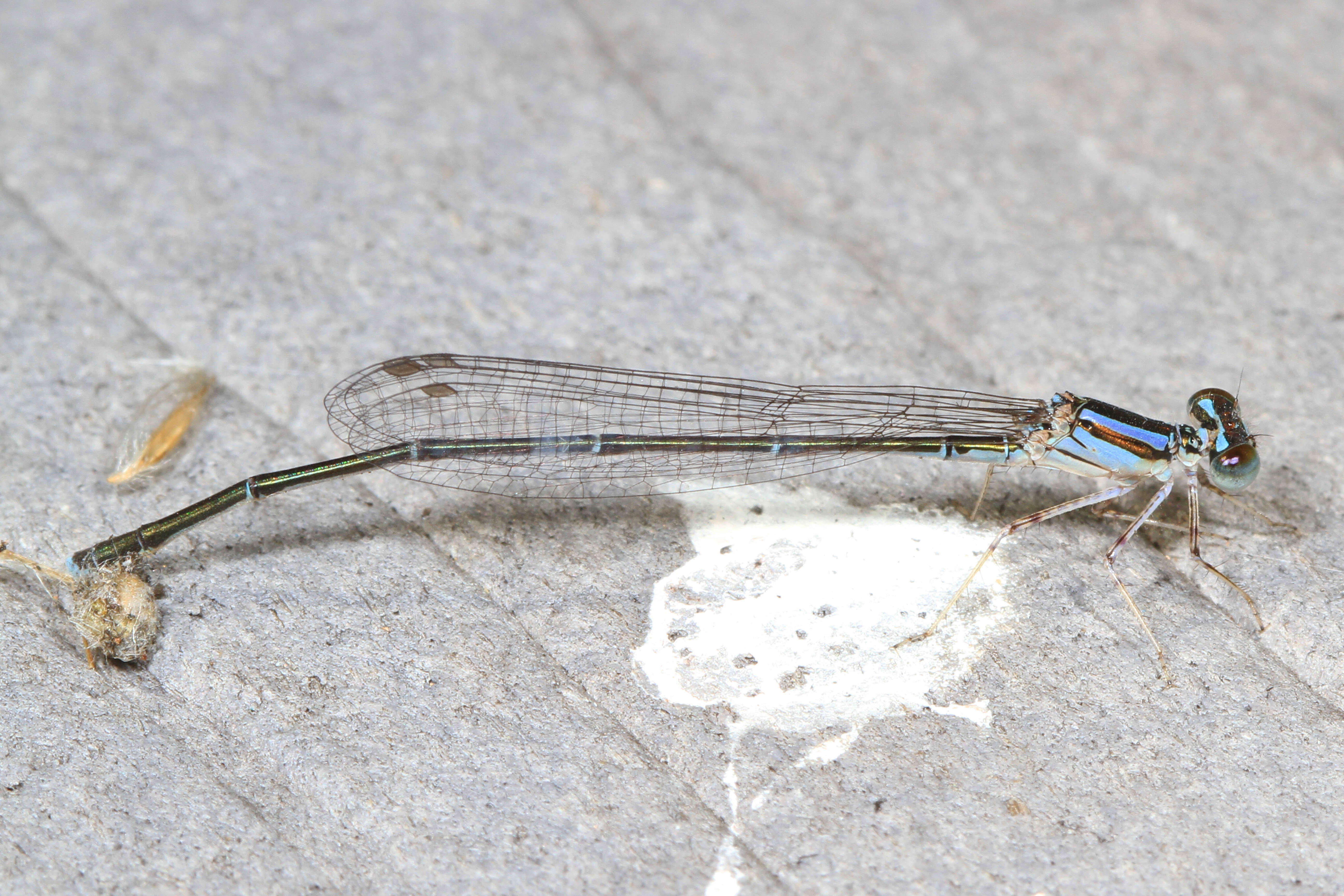 Image of Florida Bluet