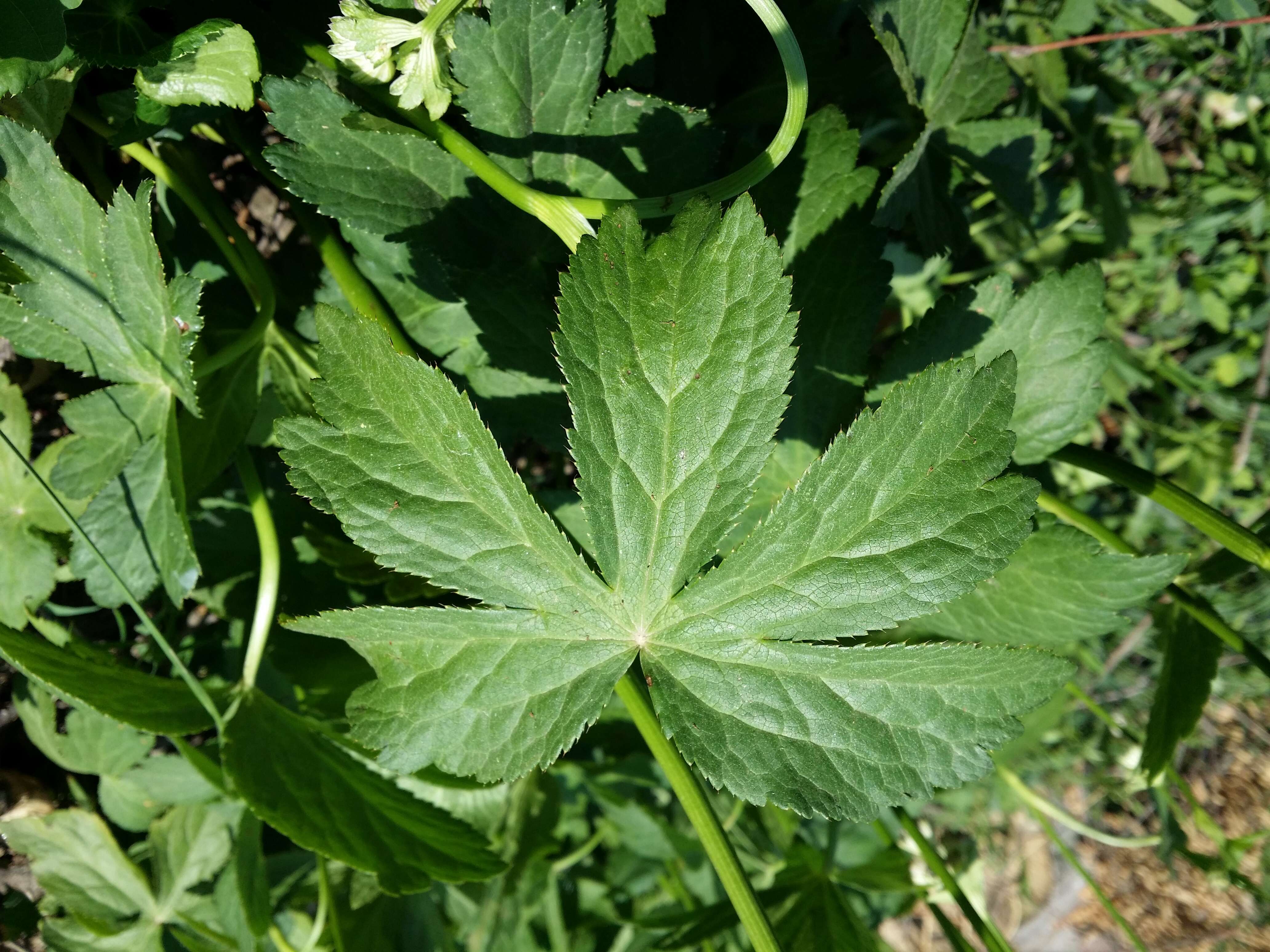 Imagem de Astrantia major L.